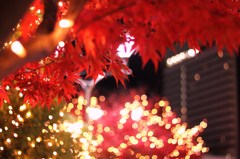 紅　　葉