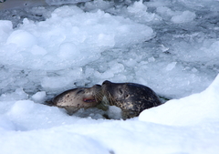 ブチｭ-------（はぁと