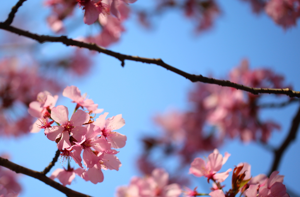 SAKURA