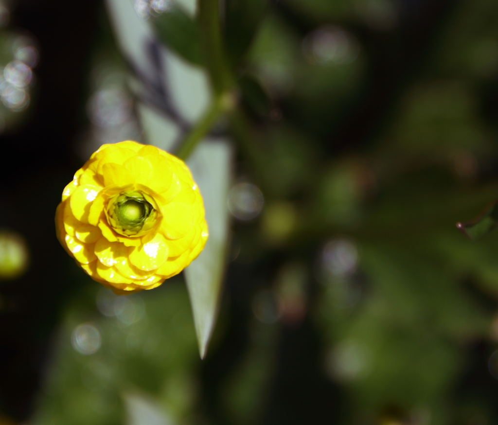 艶　　花