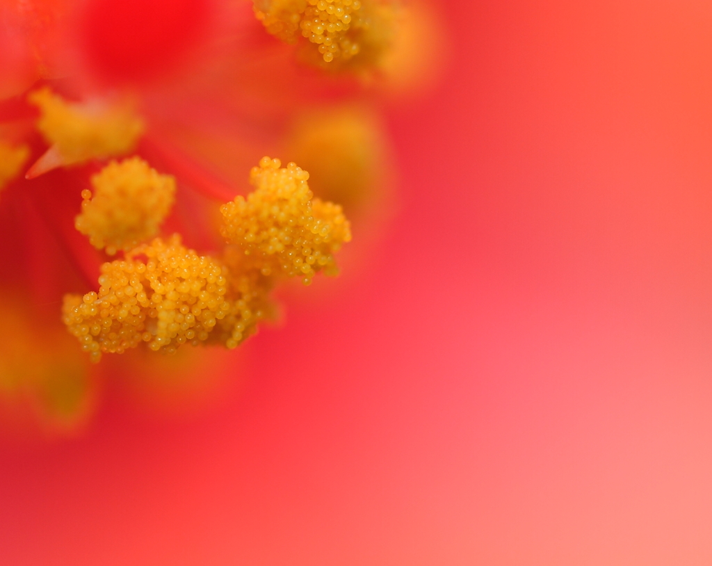 小さな小さなブドウ♪