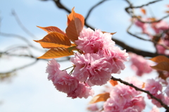 八重桜