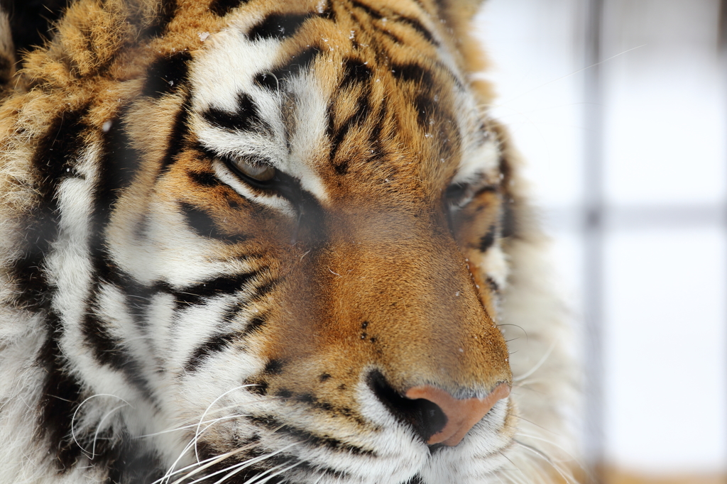 旭山動物園