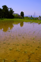 田植え