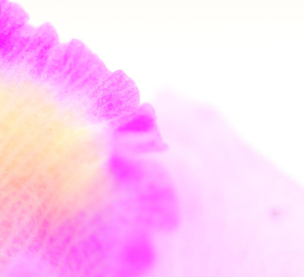 花びら