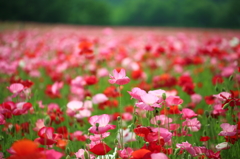 花　　畑