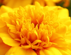 ココにも虫がいたｗ