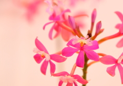 ピンクってこんなに・・・・・・