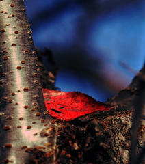 こんなとこにも・・