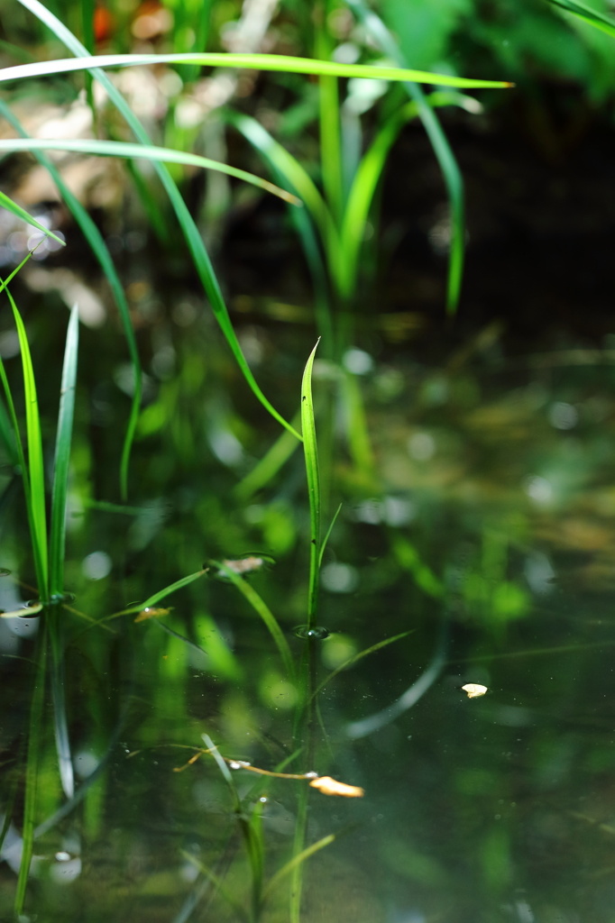 水　　草