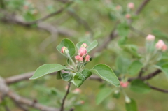 林檎花