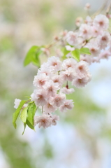 葉　　桜