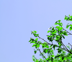 春空の新緑