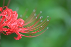 彼岸花