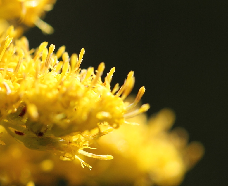 何の花・・・・(・・?