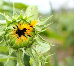 実家のヒマワリ　　１枚フライング＾＾