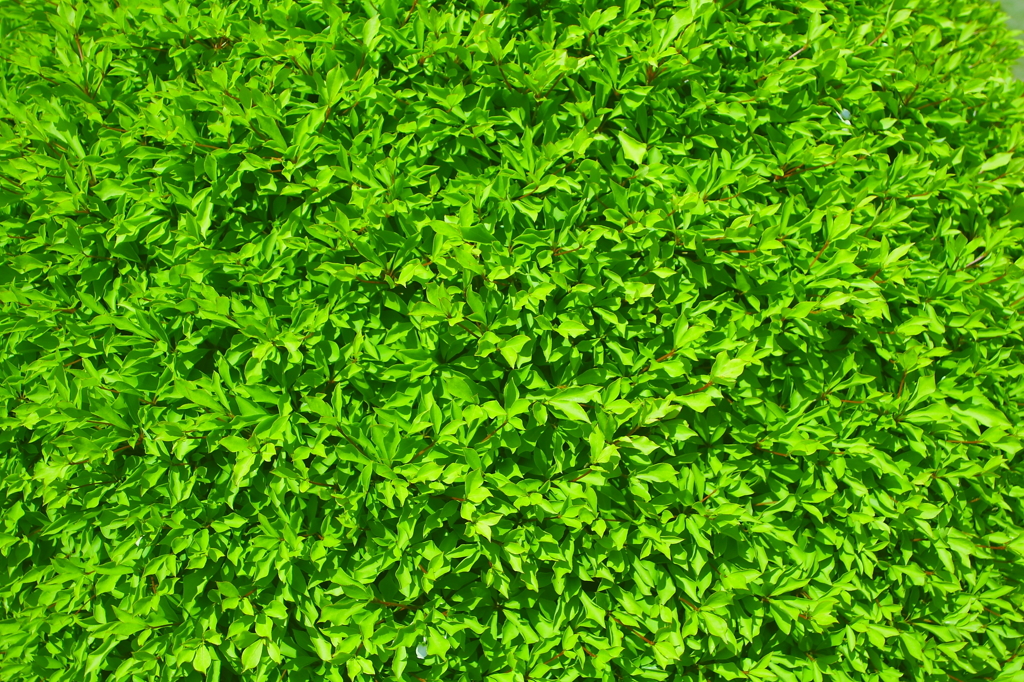 緑絨毯