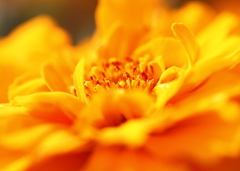 秋に咲く花・・・・・^^;