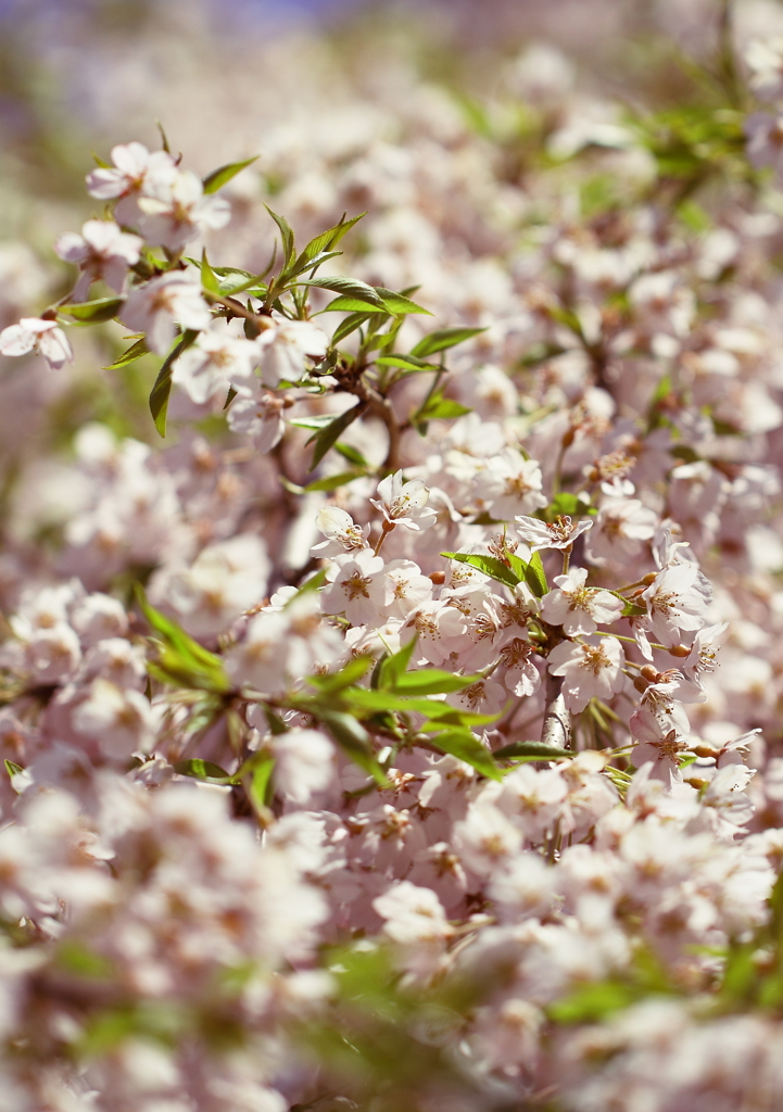 葉　　桜