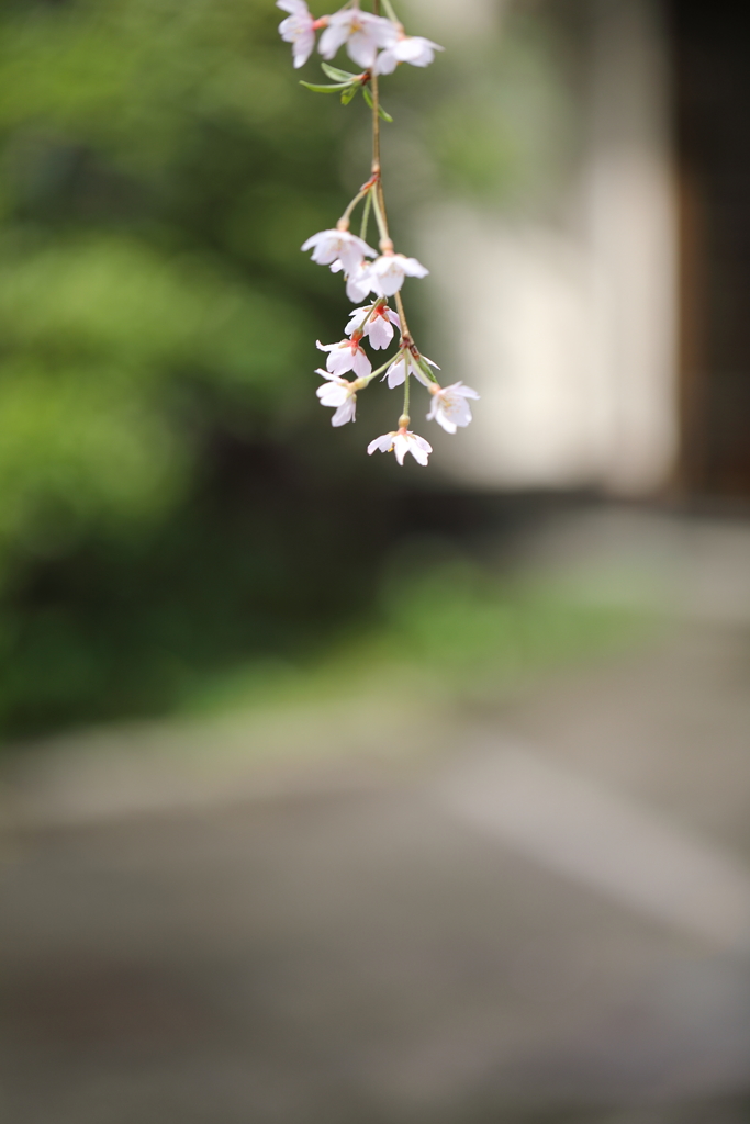 SAKURA
