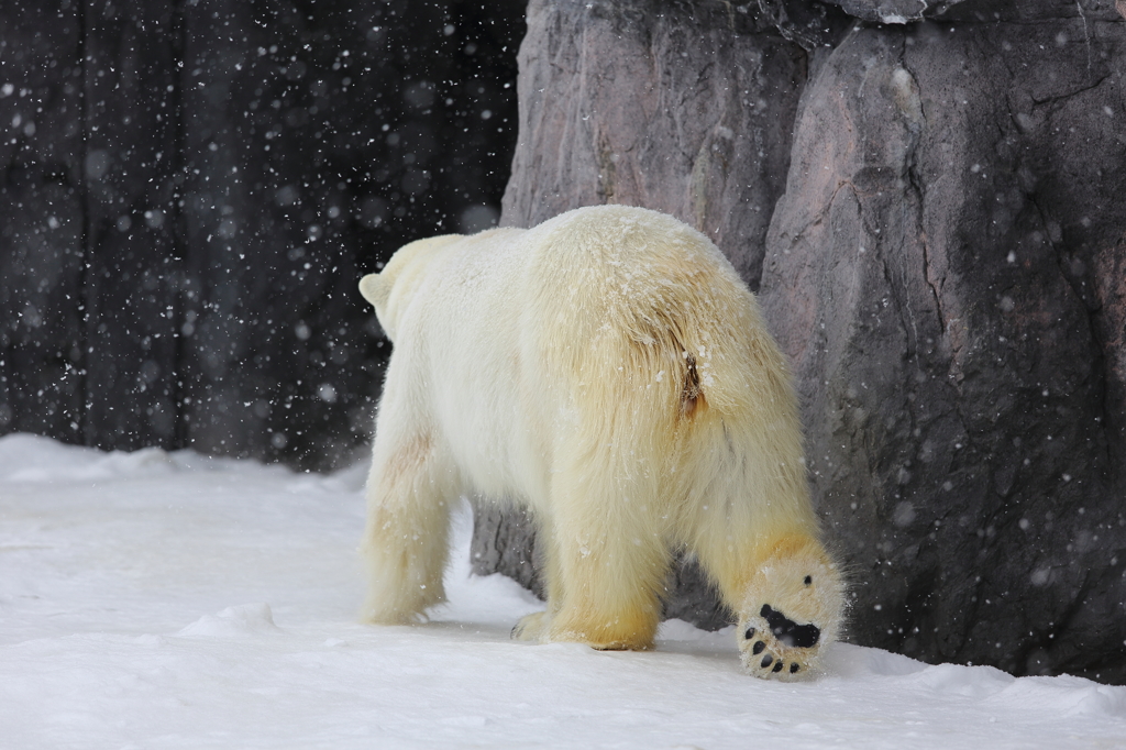 旭山動物園