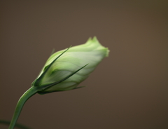 こんにちは＾＾