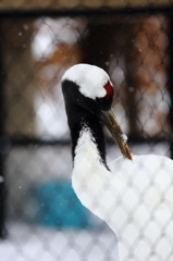 旭山動物園