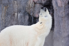 旭山動物園