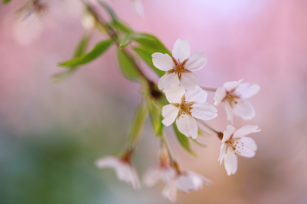 SAKURA