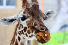 旭山動物園