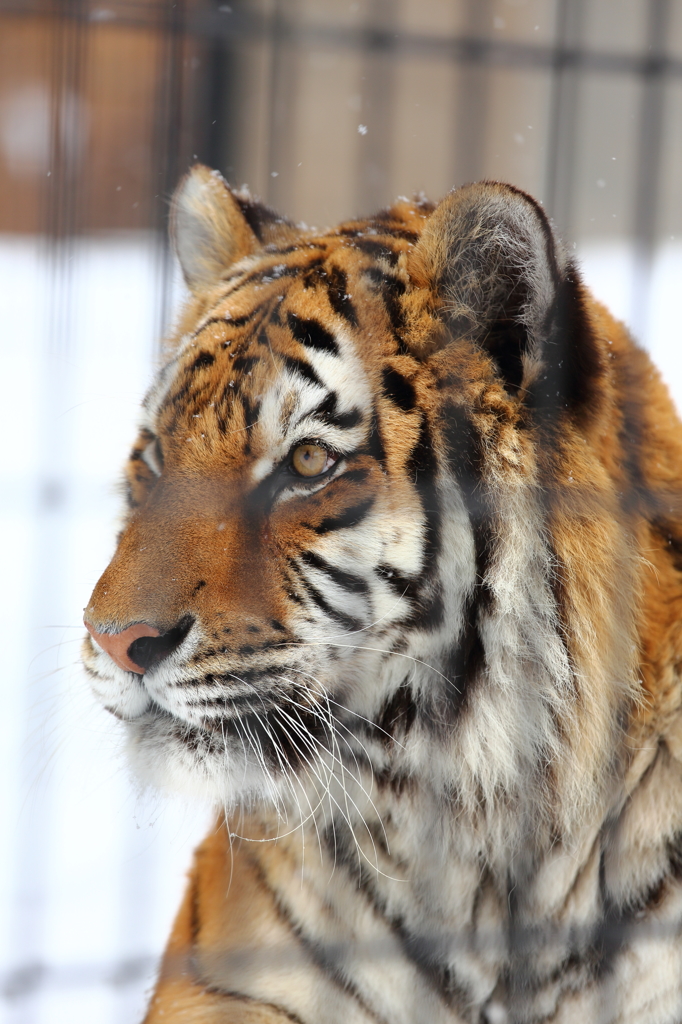 旭山動物園