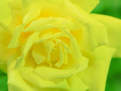 ほんのり・・・・