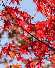 紅　葉