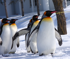 よいしょよいしょ・・・・