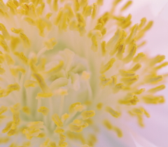 にょきにょき