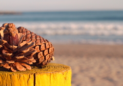 まつぼっくりと海