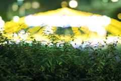 光のオムライス