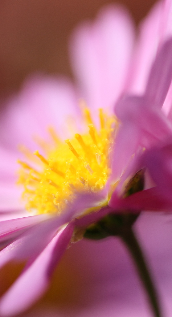 何の花？？