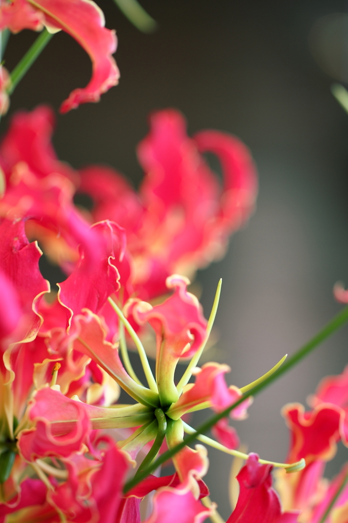 華　　麗
