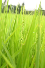 稲　穂