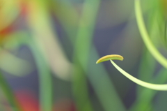 傘のような・・・・