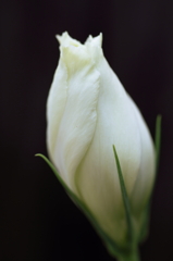 希望そして・・・未来