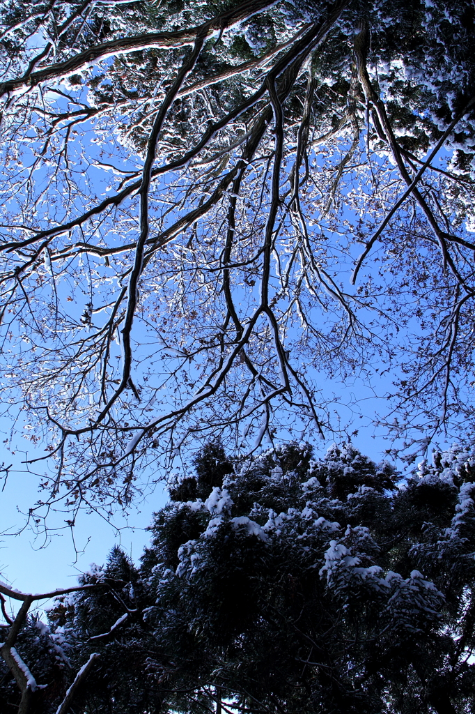冬の青空