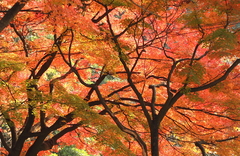 グラデーション