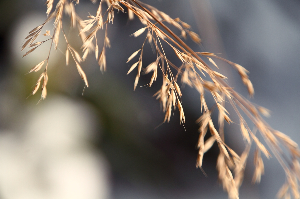 野　　草