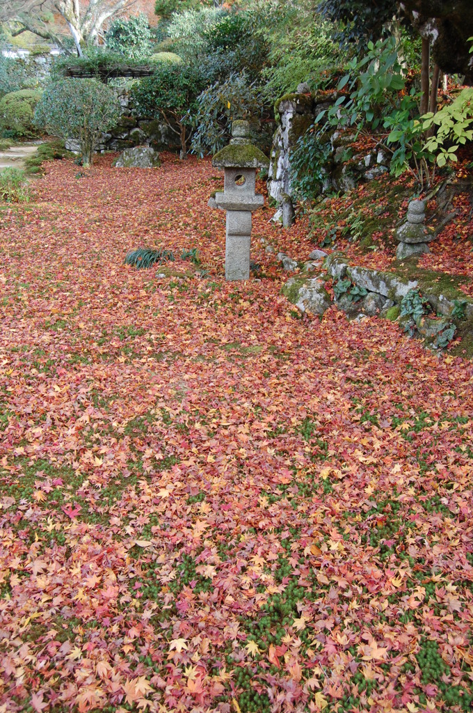 紅葉のじゅうたん