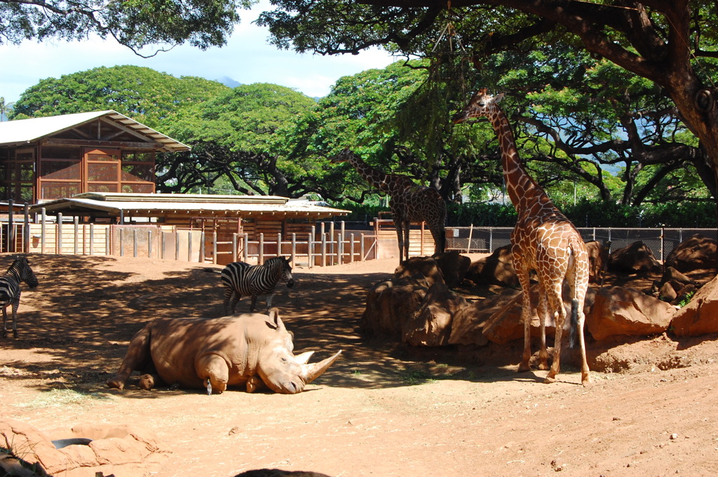 ＺＯＯ　ＩＮ　ハワイ