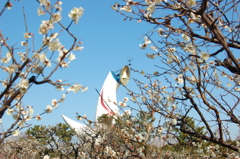 太陽の塔と梅