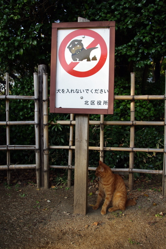 猫はいいの？