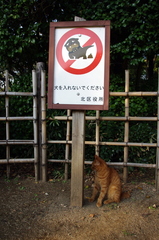 猫はいいの？